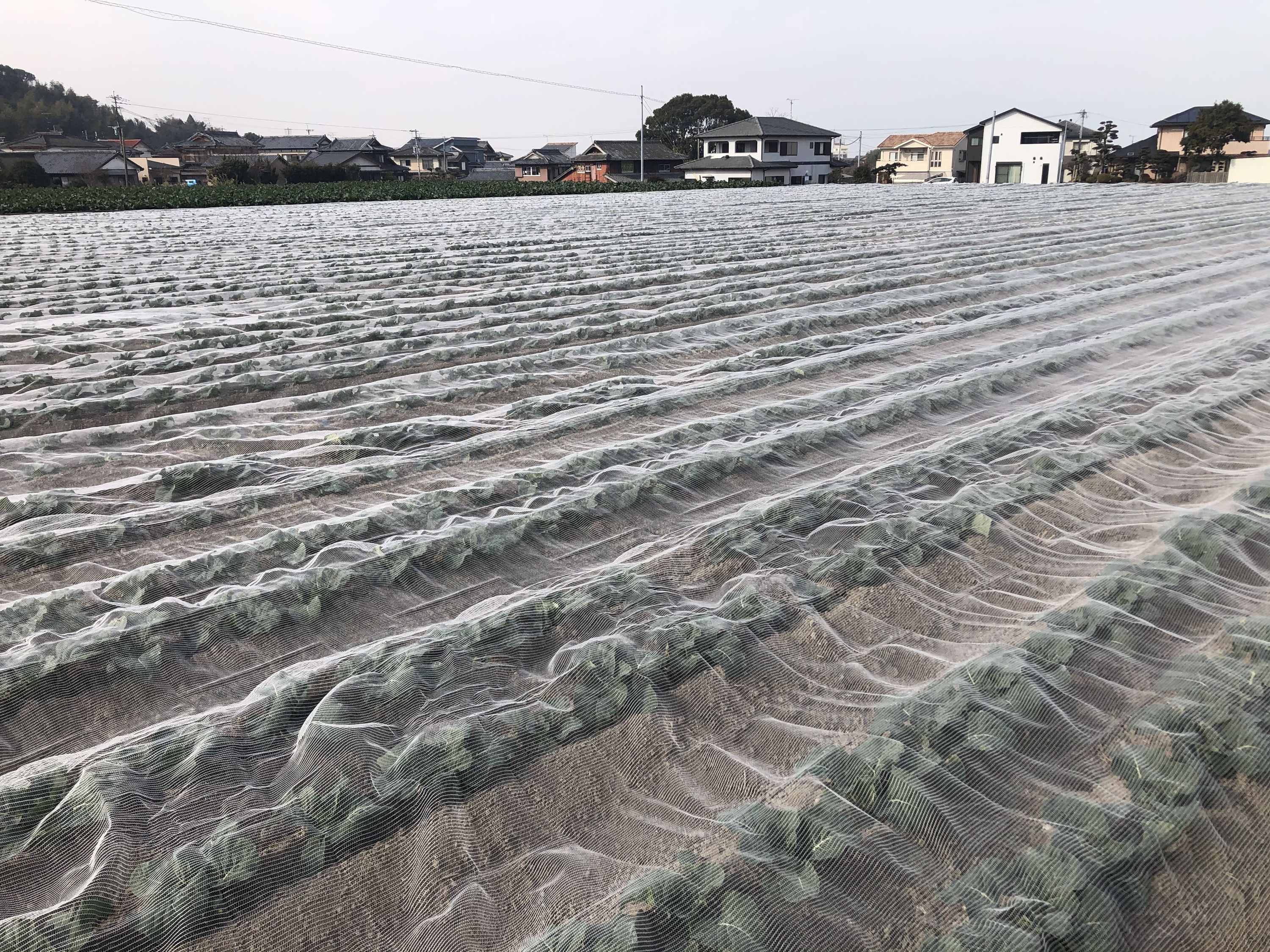 ベタガケ資材「ダイオベタロン」