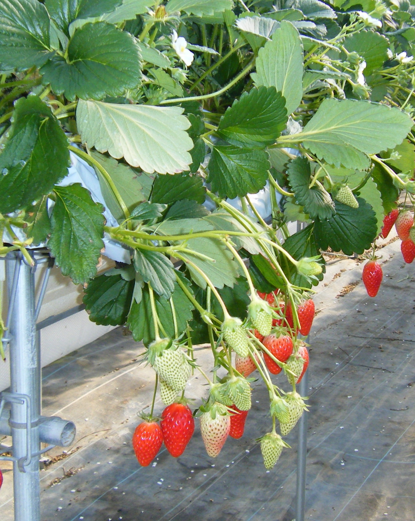 各種培土（国内生産品）